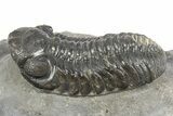 Detailed Austerops Trilobite - Nice Eye Facets #312788-2